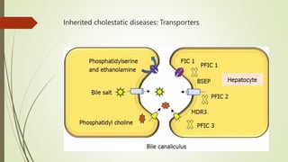 Inherited cholestatic diseases: Transporters
 