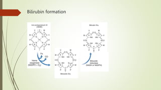 Bilirubin formation
 