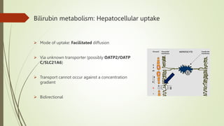 Bilirubin metabolism: Hepatocellular uptake
 Mode of uptake: Facilitated diffusion
 Via unknown transporter (possibly OATP2/OATP
C/SLC21A6)
 Transport cannot occur against a concentration
gradient
 Bidirectional
 