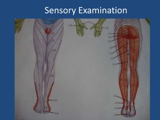 Sensory Examination
 