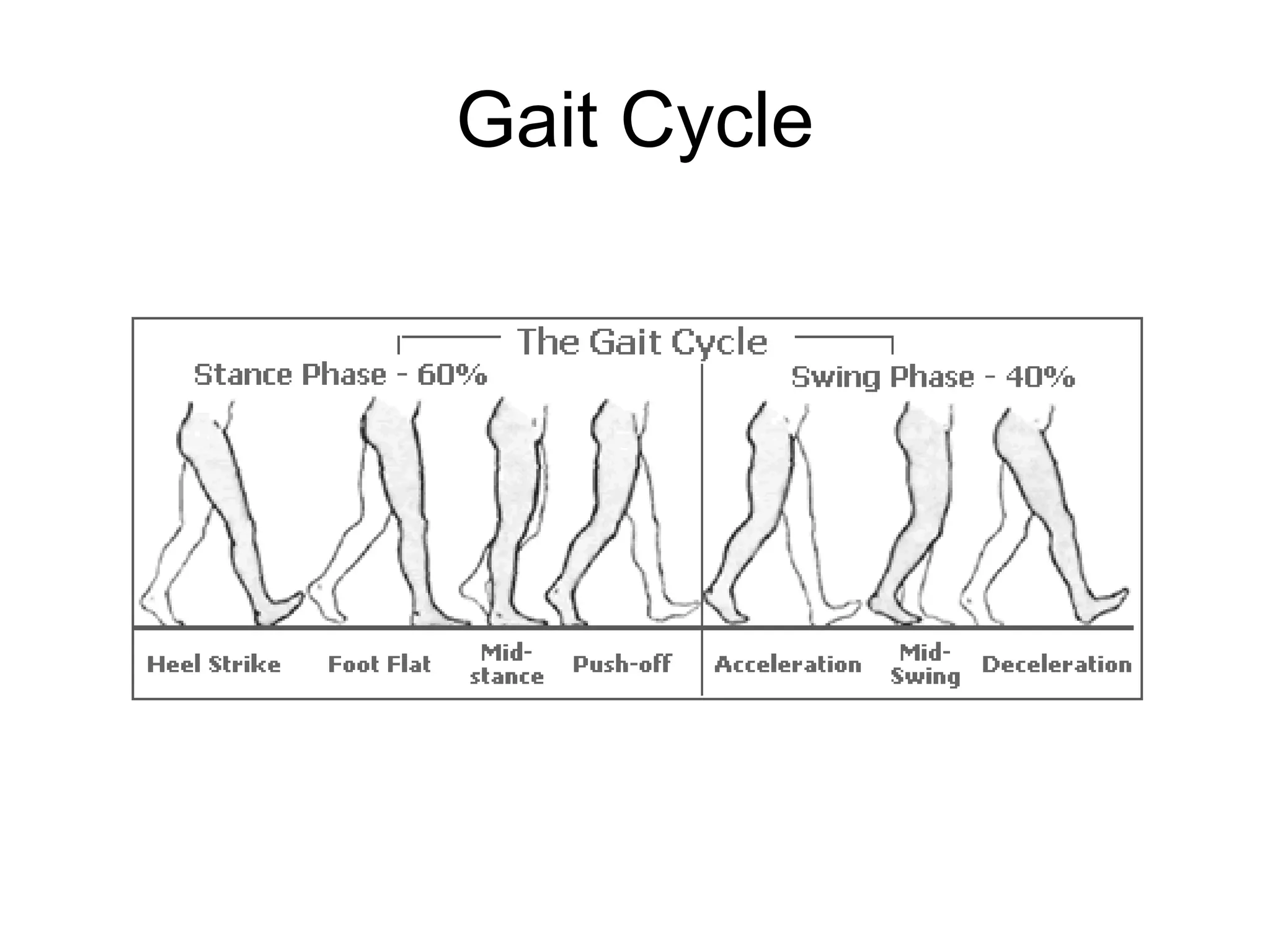 Gait Cycle
 