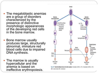  The megaloblastic anemias
are a group of disorders
characterized by the
presence of distinctive
morphologic appearances
of the developing red cells
in the bone marrow.
 Bone marrow usually
produces large, structurally
abnormal, immature red
blood cells due to impaired
DNA synthesis.
 The marrow is usually
hypercellular and the
anemia is based on
ineffective erythropoiesis.
 