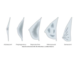 Mammogram Slides approach to mammogram.ppt