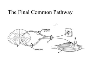 The Final Common Pathway
 