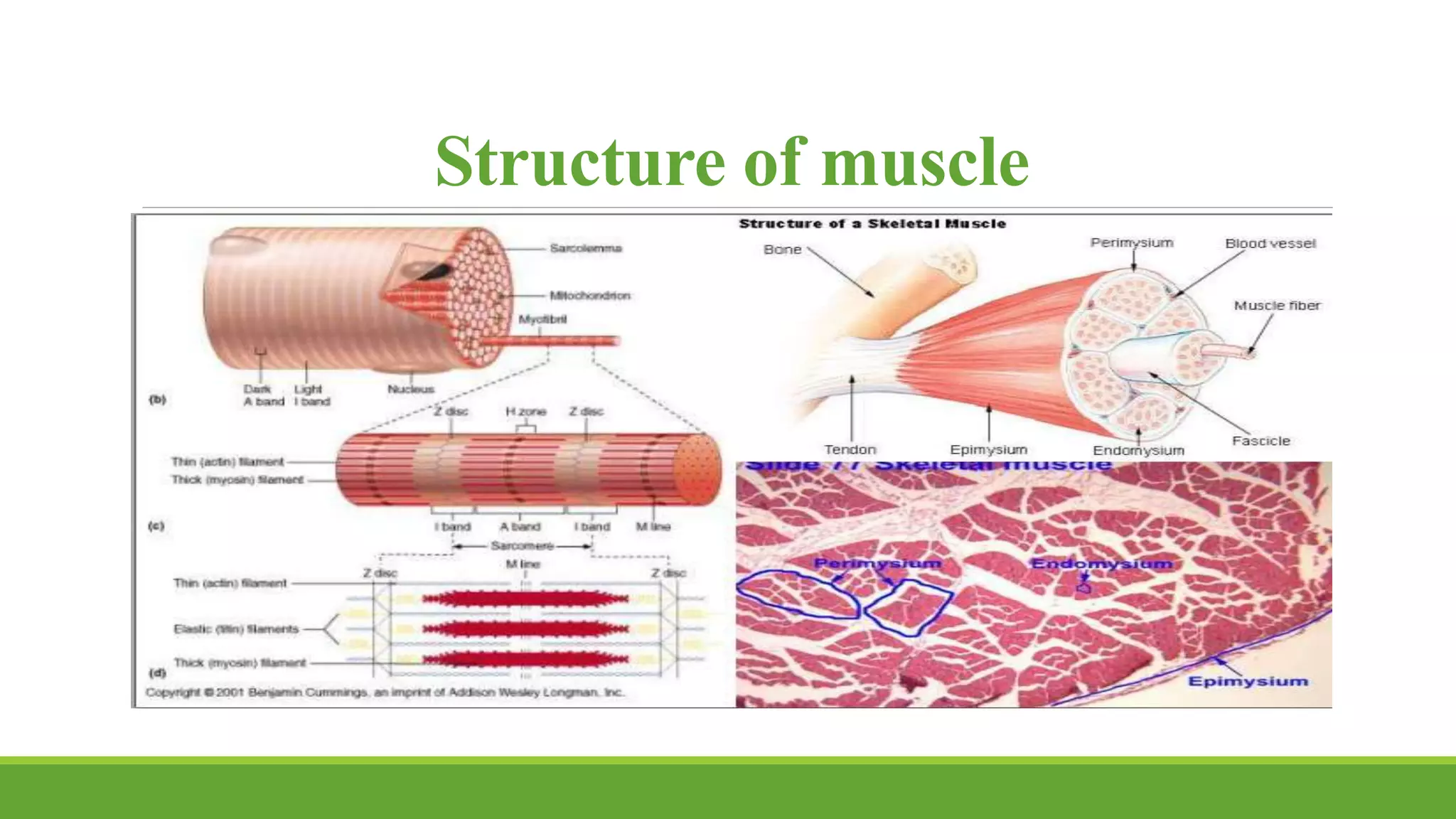 approach-to-myopathy-pptx