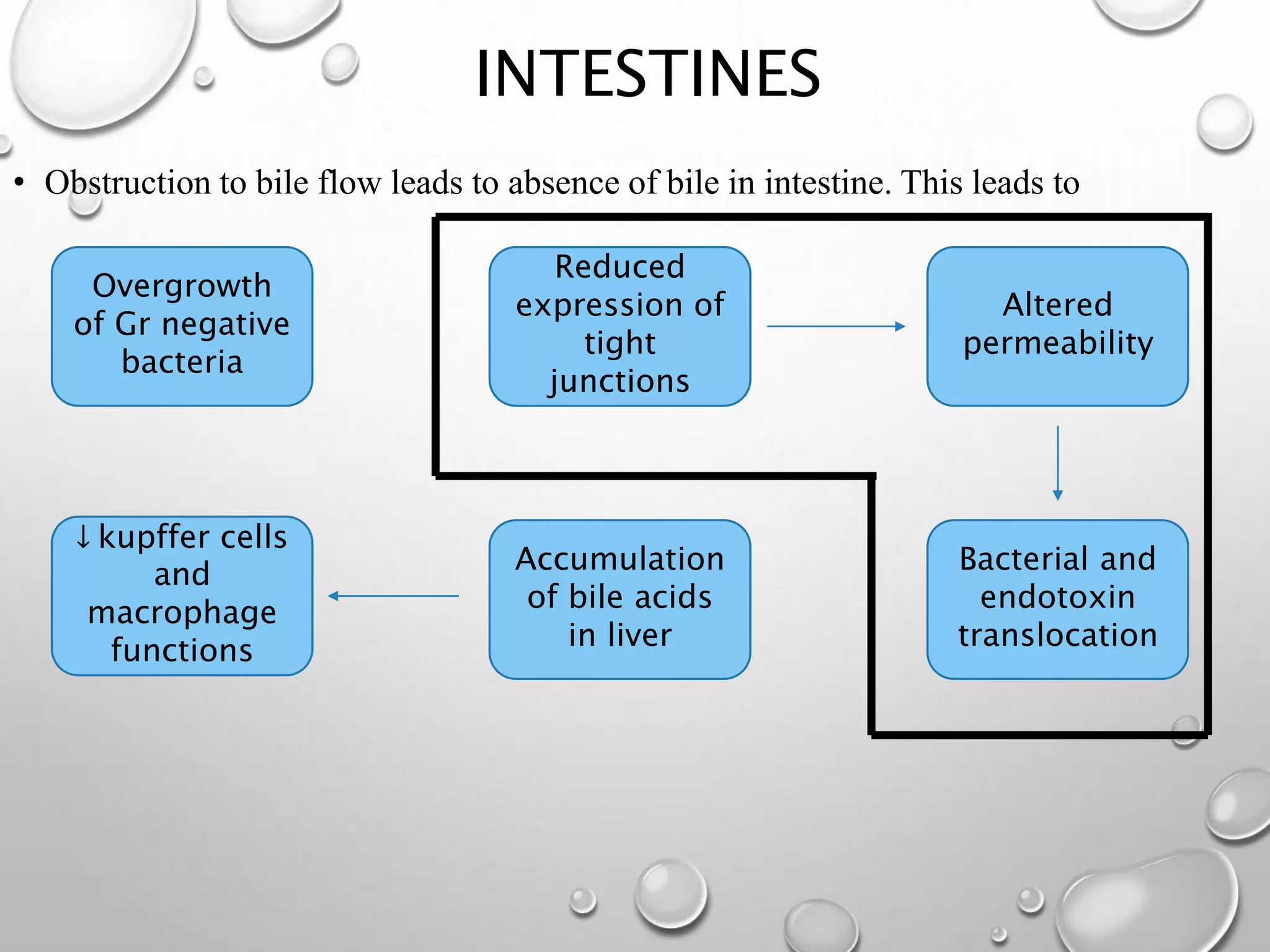 INTESTINES
• Obstruction to bile flow leads to absence of bile in intestine. This leads to
Overgrowth
of Gr negative
bacteria
Reduced
expression of
tight
junctions
Altered
permeability
Bacterial and
endotoxin
translocation
Accumulation
of bile acids
in liver
↓ kupffer cells
and
macrophage
functions
 