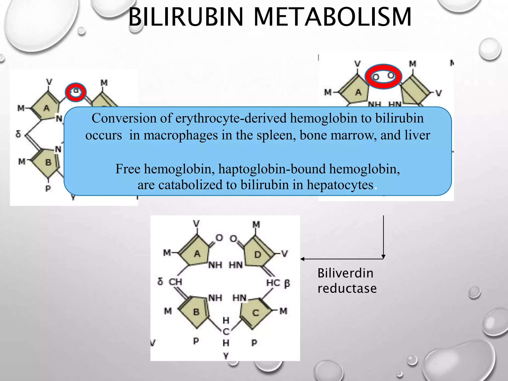 BILIRUBIN METABOLISM
heme
oxygenase
Fe, CO
Biliverdin
reductase
Conversion of erythrocyte-derived hemoglobin to bilirubin
occurs in macrophages in the spleen, bone marrow, and liver
Free hemoglobin, haptoglobin-bound hemoglobin,
are catabolized to bilirubin in hepatocytes.
 