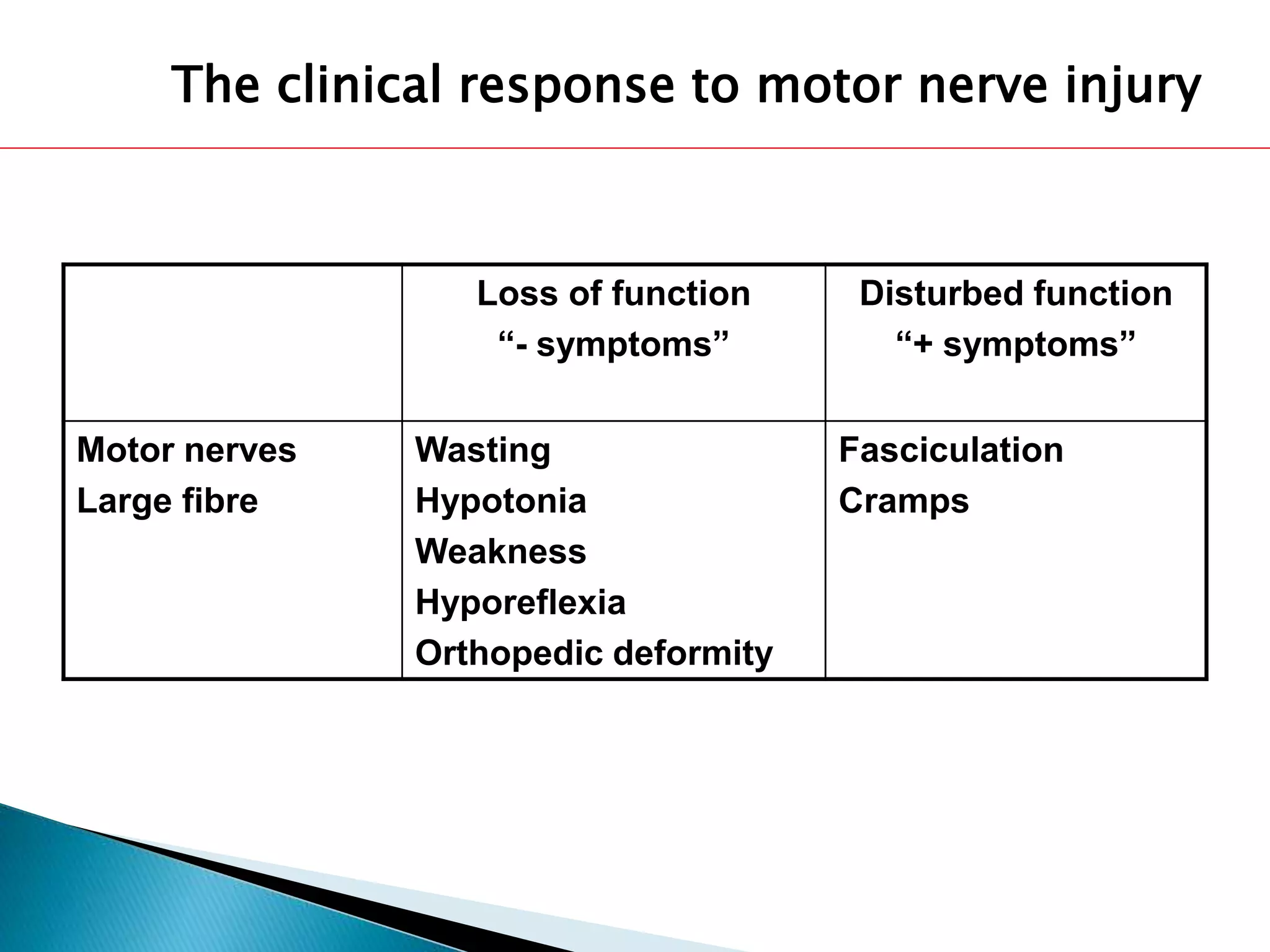 The clinical response to motor nerve injury 
Loss of function 
“- symptoms” 
Disturbed function 
“+ symptoms” 
Motor nerves 
Large fibre 
Wasting 
Hypotonia 
Weakness 
Hyporeflexia 
Orthopedic deformity 
Fasciculation 
Cramps 
 