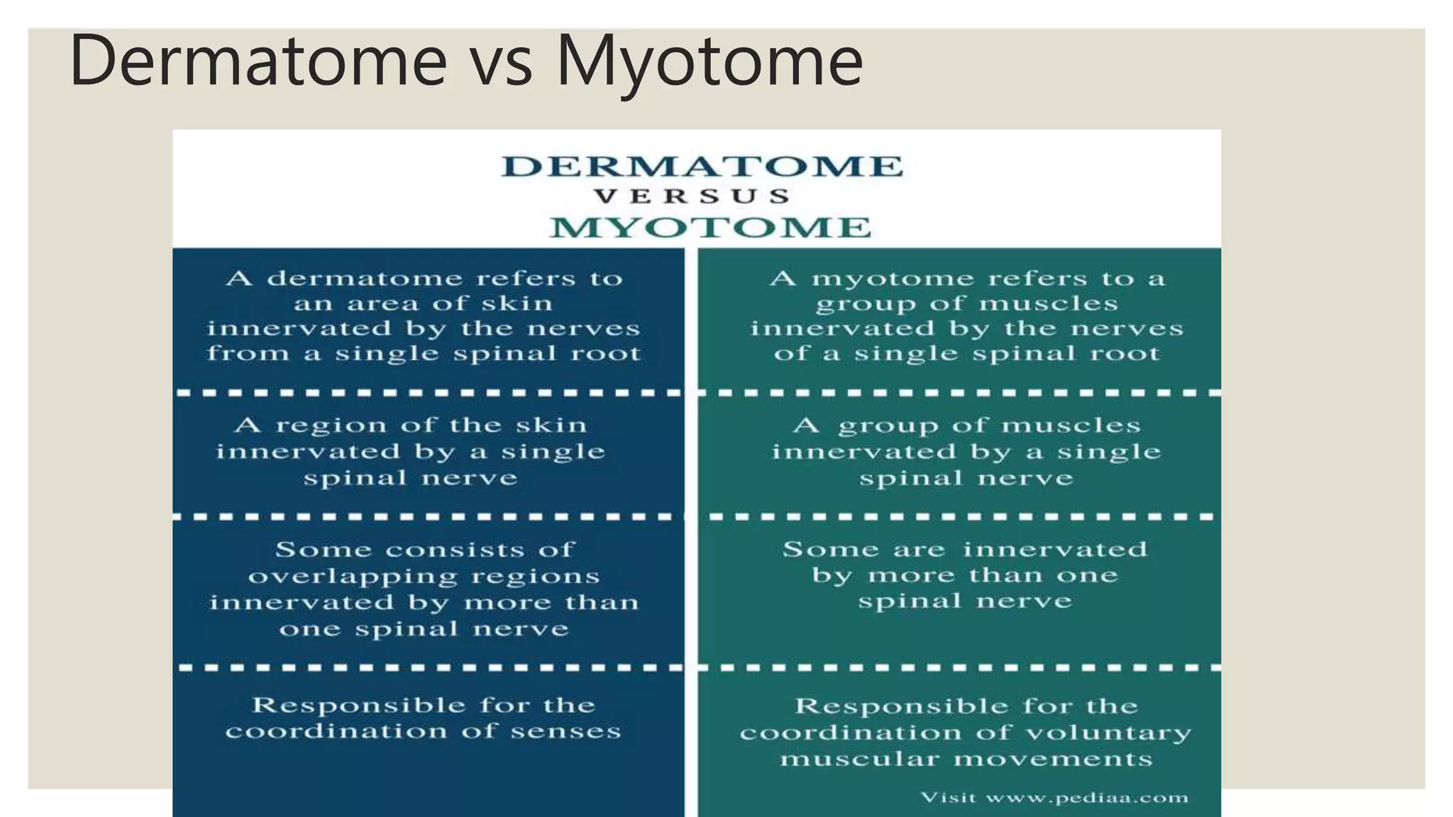Dermatome vs Myotome
 