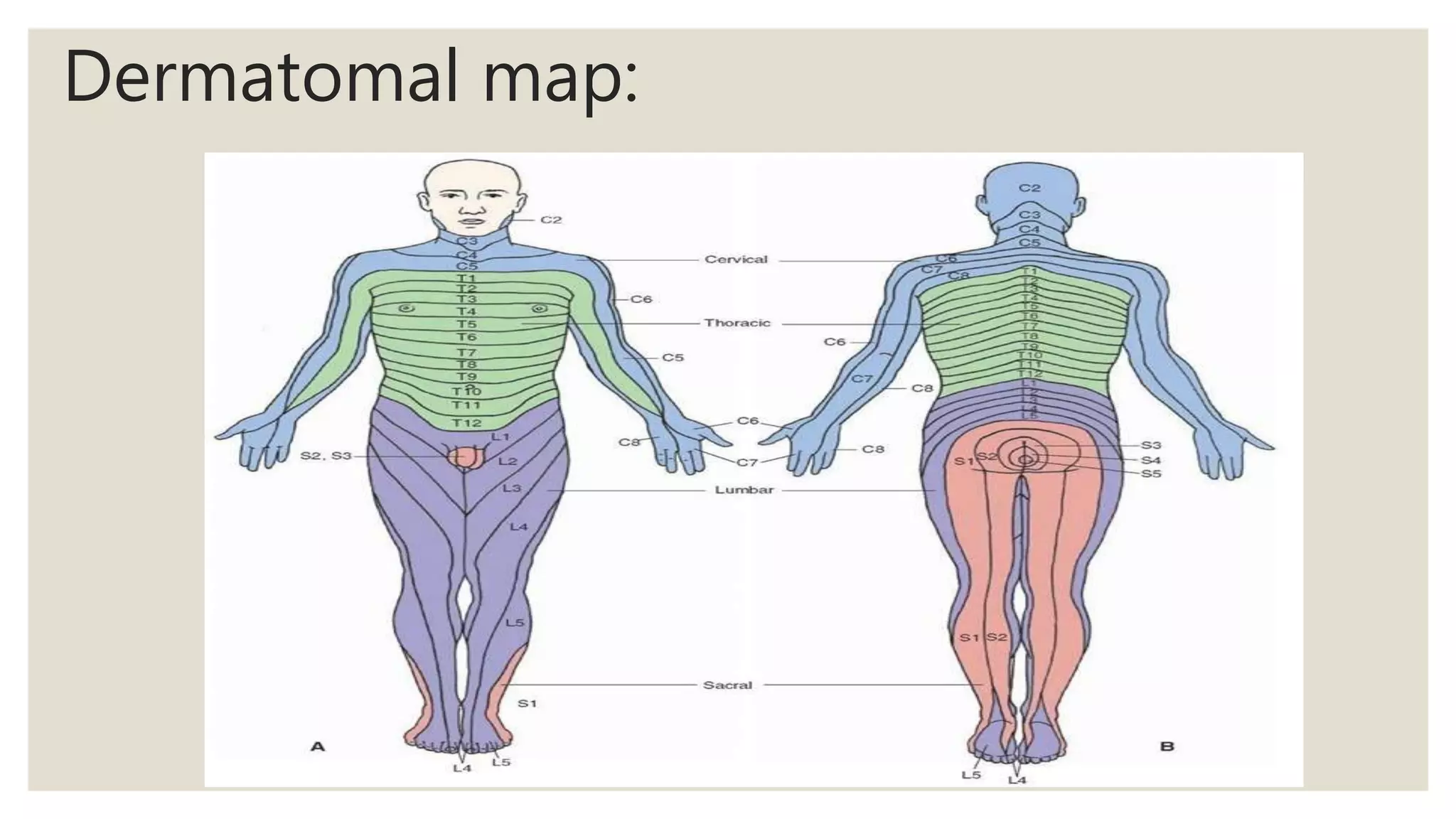 Dermatomal map:
 