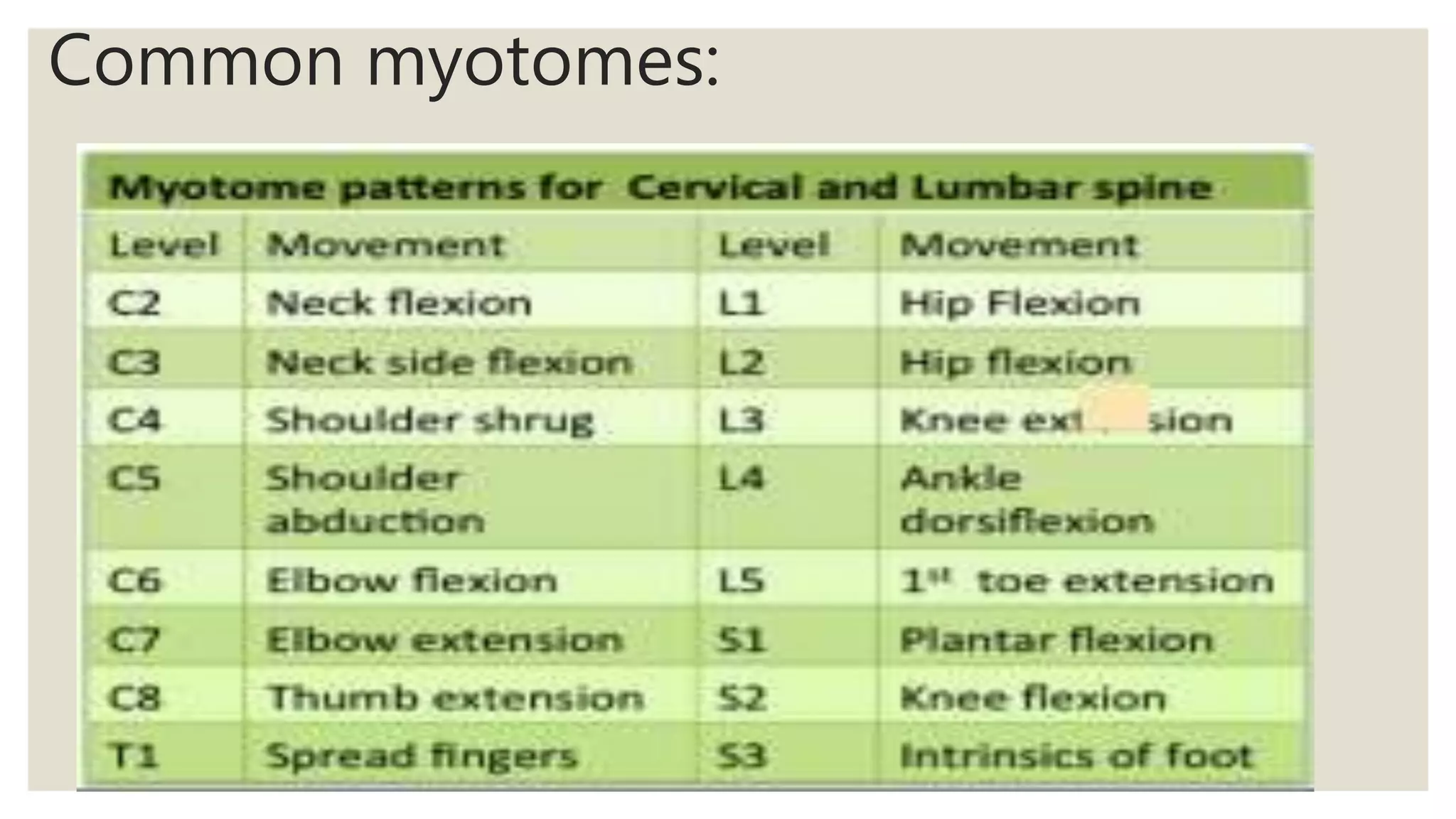 Common myotomes:
 