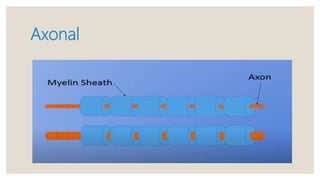 Approach to peripheral neuropathy | PPTX