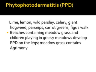 Lime, lemon, wild parsley, celery, giant
hogweed, parsnips, carrot greens, figs s walk
 Beaches containing meadow grass and
children playing in grassy meadows develop
PPD on the legs; meadow grass contains
Agrimony
 