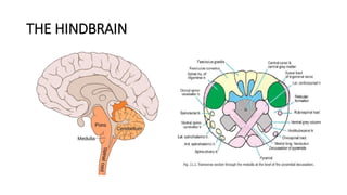 THE HINDBRAIN
 