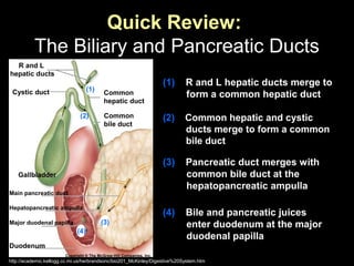 (1) R and L hepatic ducts merge to
form a common hepatic duct
Quick Review:
The Biliary and Pancreatic Ducts
Copyright ® The McGraw-Hill Companies, Inc.
Gallbladder
carcinoma
Common
hepatic duct
Common
Common
bile duct
Common
Common
R and L
hepatic ducts
Cystic duct
CoGallbladder
Com
Main pancreatic duct
Com
Hepatopancreatic ampulla
Com
Major duodenal papilla
ComDuodenum
(2)
(3)
(4)
(1)
(4) Bile and pancreatic juices
enter duodenum at the major
duodenal papilla
(2) Common hepatic and cystic
ducts merge to form a common
bile duct
(3) Pancreatic duct merges with
common bile duct at the
hepatopancreatic ampulla
http://academic.kellogg.cc.mi.us/herbrandsonc/bio201_McKinley/Digestive%20System.htm
 