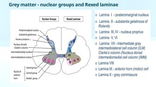 Rexed Laminae Function Comprehensive Approach to Spinal Cord Disease: Anatomy, Pathology, and ...
