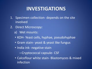 INVESTIGATIONS
1. Specimen collection- depends on the site
involved
2. Direct Microscopy:
a) Wet mounts:
• KOH- Yeast cells, hyphae, pseudohyphae
• Gram stain- yeast & yeast like fungus
• India ink- negative stain
–Cryptococcal capsule- CSF
• Calcoflour white stain- Blastomyces & mixed
infection
 