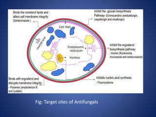 Fig: Target sites of Antifungals
 