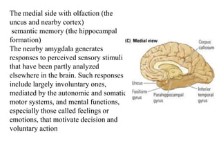 Uncus Temporal Approach to temporal lobe | PPTX