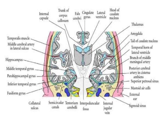 Approach to temporal lobe