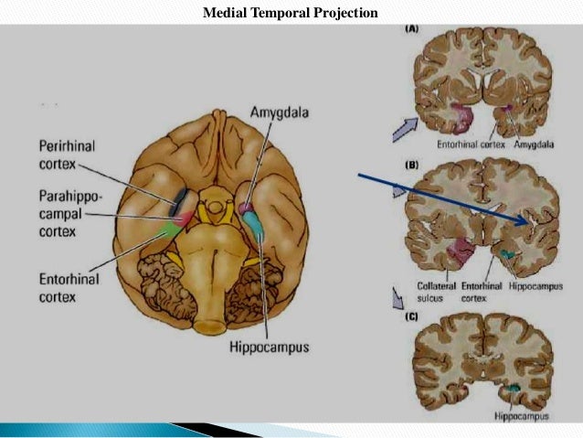 veins function