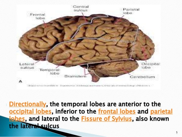 Approach to temporal lobe anatomy;function;epilepsy MRI finding