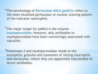 *The terminology of Perinuclear ANCA (pANCA) refers to
the more localized perinuclear or nuclear staining pattern
of the indicator neutrophils.
*The major target for pANCA is the enzyme
myeloperoxidase; However, only antibodies to
myeloperoxidase have been convincingly associated with
vasculitis.
*Proteinase-3 and myeloperoxidase reside in the
azurophilic granules and lysosomes of resting neutrophils
and monocytes, where they are apparently inaccessible to
serum antibodies.
 