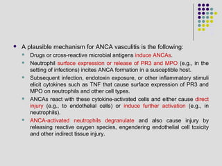  A plausible mechanism for ANCA vasculitis is the following:
 Drugs or cross-reactive microbial antigens induce ANCAs.
 Neutrophil surface expression or release of PR3 and MPO (e.g., in the
setting of infections) incites ANCA formation in a susceptible host.
 Subsequent infection, endotoxin exposure, or other inflammatory stimuli
elicit cytokines such as TNF that cause surface expression of PR3 and
MPO on neutrophils and other cell types.
 ANCAs react with these cytokine-activated cells and either cause direct
injury (e.g., to endothelial cells) or induce further activation (e.g., in
neutrophils).
 ANCA-activated neutrophils degranulate and also cause injury by
releasing reactive oxygen species, engendering endothelial cell toxicity
and other indirect tissue injury.
 