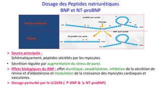 Dosage des Peptides natriurétiques
BNP et NT-proBNP
➢ Source principale :
Schématiquement, peptides sécrétés par les myocytes.
• Sécrétion régulée par augmentation du stress de paroi.
➢ Effets biologiques du BNP : effet diurétique, vasodilatation, inhibition de la sécrétion de
rénine et d’aldostérone et modulation de la croissance des myocytes cardiaques et
vasculaires.
➢ Dosage perturbé par le LCZ696 ( ↗ BNP & ↘ NT-proBNP)
Muscle cardiaque
Plasma
 