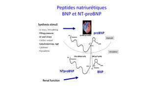 Peptides natriurétiques
BNP et NT-proBNP
 
