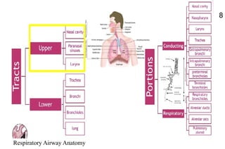 Respiratory Airway Anatomy
8
 