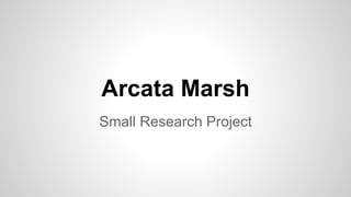 Arcata Marsh 
Small Research Project 
 