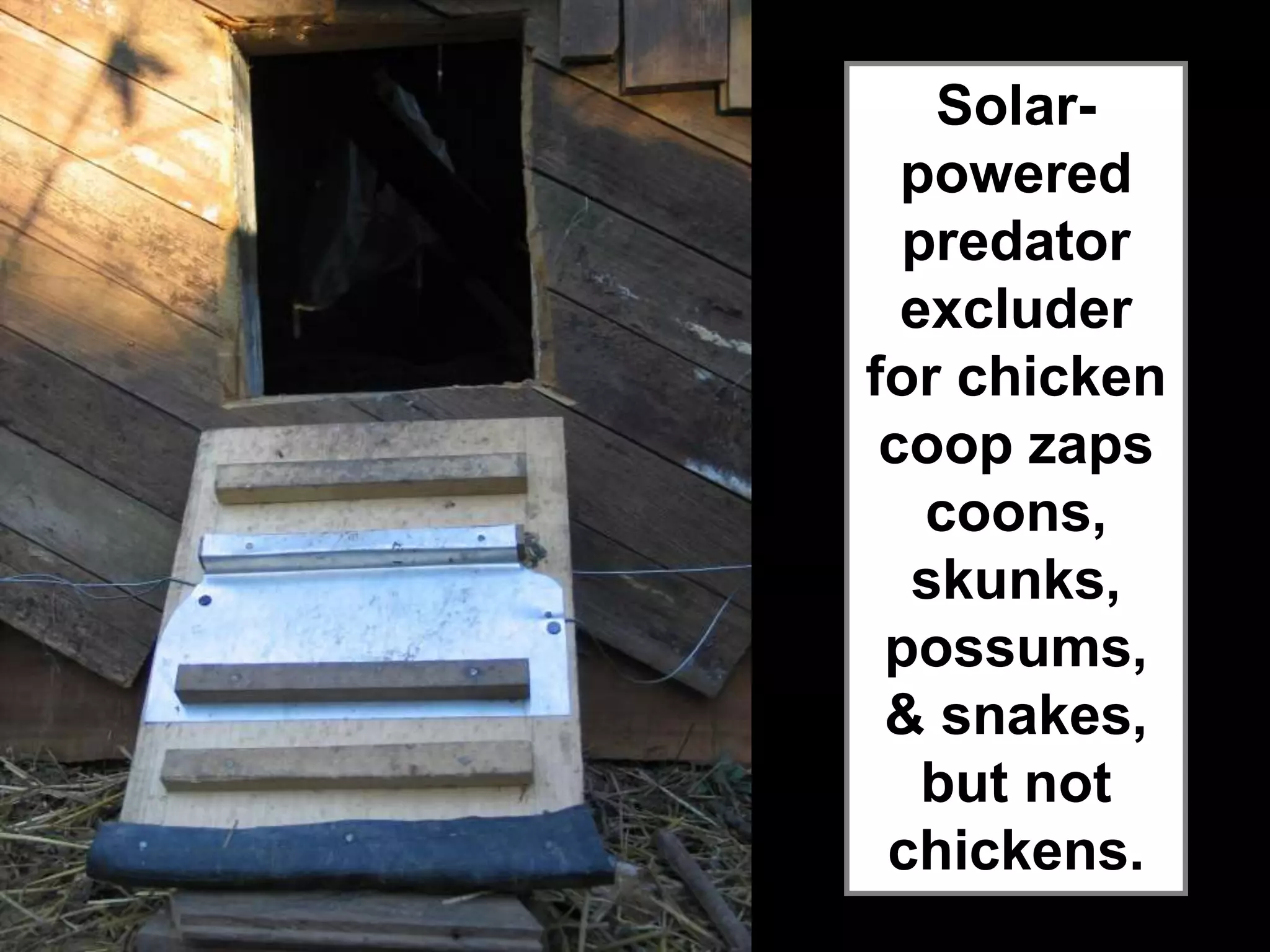 Solar-
powered
predator
excluder
for chicken
coop zaps
coons,
skunks,
possums,
& snakes,
but not
chickens.
 