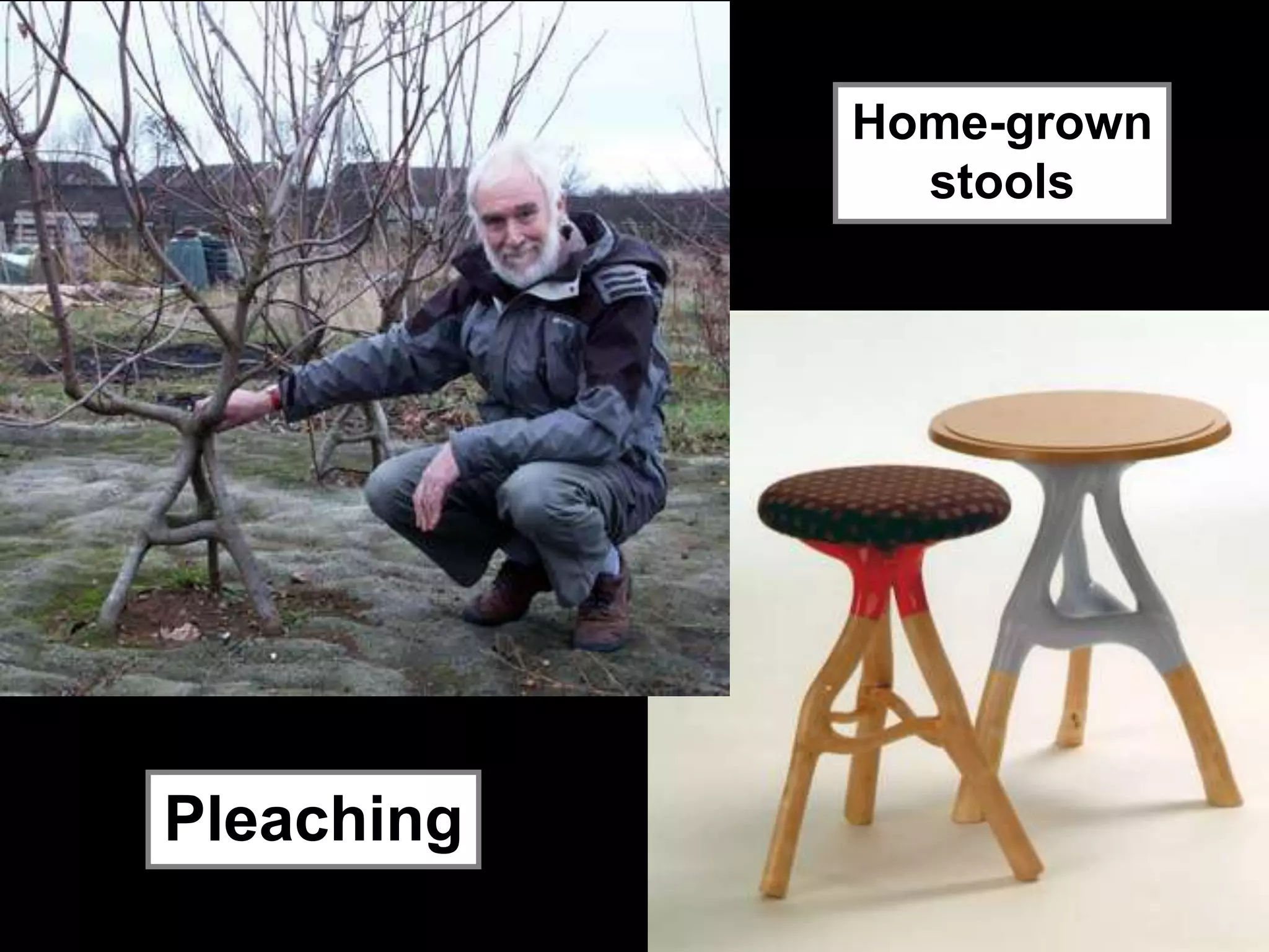 Pleaching
Home-grown
stools
 