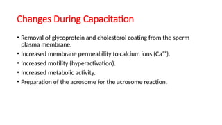 Changes During Capacitation
• Removal of glycoprotein and cholesterol coating from the sperm
plasma membrane.
• Increased membrane permeability to calcium ions (Ca²⁺).
• Increased motility (hyperactivation).
• Increased metabolic activity.
• Preparation of the acrosome for the acrosome reaction.
 