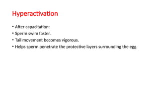 Hyperactivation
• After capacitation:
• Sperm swim faster.
• Tail movement becomes vigorous.
• Helps sperm penetrate the protective layers surrounding the egg.
 