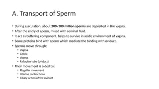A. Transport of Sperm
• During ejaculation, about 200–300 million sperms are deposited in the vagina.
• After the entry of sperm, mixed with seminal fluid.
• It act as buffering component, helps to survive in acidic environment of vagina.
• Some proteins bind with sperm which mediate the binding with oviduct.
• Sperms move through:
• Vagina
• Cervix
• Uterus
• Fallopian tube (oviduct)
• Their movement is aided by:
• Flagellar movement
• Uterine contractions
• Ciliary action of the oviduct
 