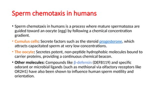 Sperm chemotaxis in humans
• Sperm chemotaxis in humans is a process where mature spermatozoa are
guided toward an oocyte (egg) by following a chemical concentration
gradient.
• Cumulus cells: Secrete factors such as the steroid progesterone, which
attracts capacitated sperm at very low concentrations.
• The oocyte: Secretes potent, non-peptide hydrophobic molecules bound to
carrier proteins, providing a continuous chemical beacon.
• Other molecules: Compounds like β-defensin (DEFB119) and specific
odorant or microbial ligands (such as methional via olfactory receptors like
OR2H1) have also been shown to influence human sperm motility and
orientation.
 