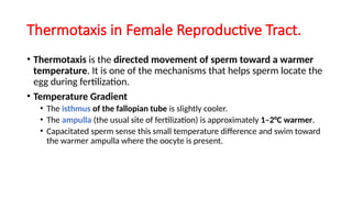 Thermotaxis in Female Reproductive Tract.
• Thermotaxis is the directed movement of sperm toward a warmer
temperature. It is one of the mechanisms that helps sperm locate the
egg during fertilization.
• Temperature Gradient
• The isthmus of the fallopian tube is slightly cooler.
• The ampulla (the usual site of fertilization) is approximately 1–2°C warmer.
• Capacitated sperm sense this small temperature difference and swim toward
the warmer ampulla where the oocyte is present.
 