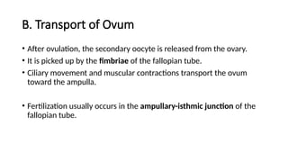 B. Transport of Ovum
• After ovulation, the secondary oocyte is released from the ovary.
• It is picked up by the fimbriae of the fallopian tube.
• Ciliary movement and muscular contractions transport the ovum
toward the ampulla.
• Fertilization usually occurs in the ampullary-isthmic junction of the
fallopian tube.
 