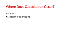 Where Does Capacitation Occur?
• Uterus
• Fallopian tube (oviduct)
 
