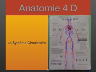 Anatomie 4 D
Le Système Circulatoire
17
 