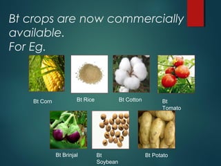 APPLICATIONS of Biotechnology | PPT