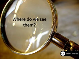 Where do we see
    them?




                  Flickr: Auntieo
 