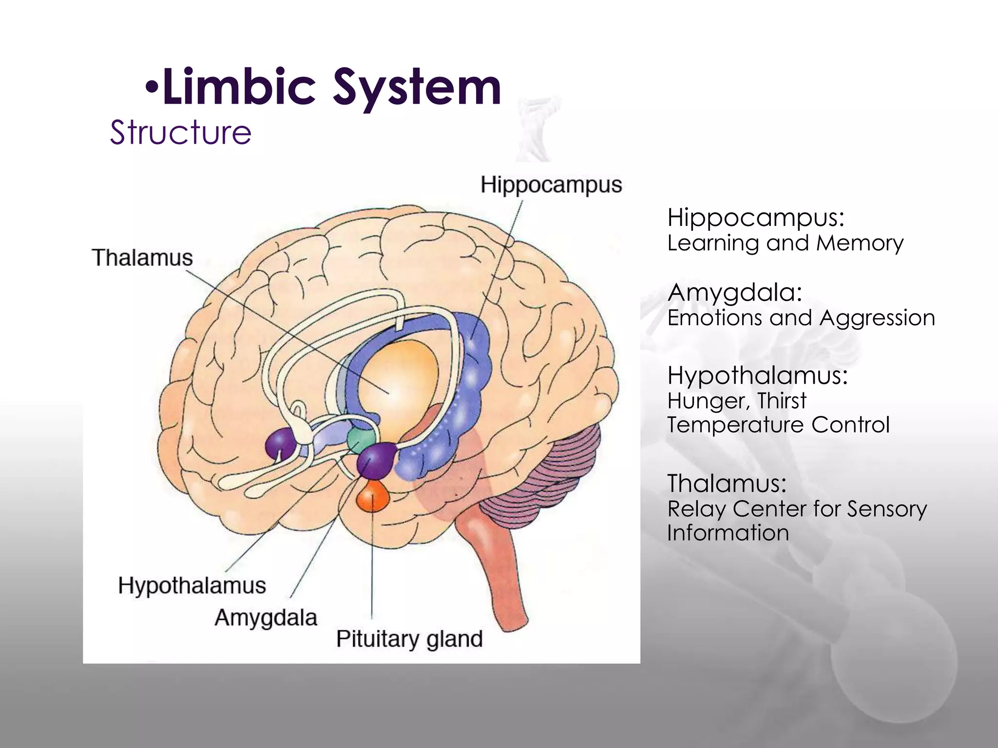 Limbic Brain Development Ap psych limbic | PPT