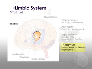 Limbic Function Ap psych limbic | PPTX