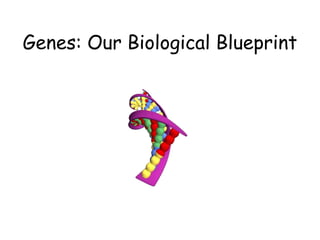 Genes: Our Biological Blueprint 
 