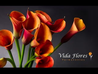 Vida Flores Permanentes - Franquias