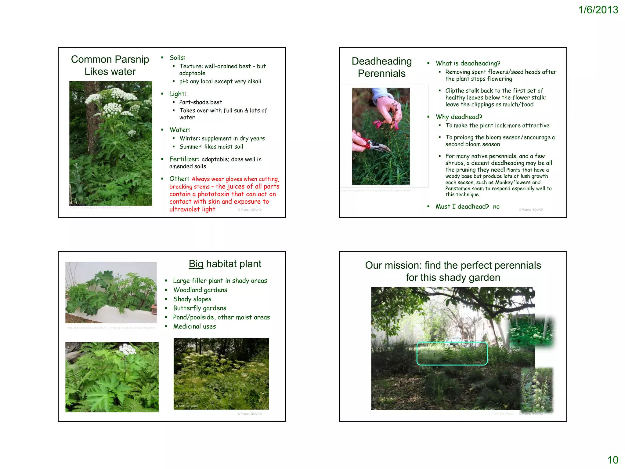 1/6/2013



  Common Parsnip                                                                Soils:
                                                                                      Texture: well-drained best – but
                                                                                                                                       Deadheading                                        What is deadheading?
    Likes water                                                                        adaptable                                        Perennials                                           Removing spent flowers/seed heads after
                                                                                      pH: any local except very alkali                                                                       the plant stops flowering

                                                                                                                                                                                             Clipthe stalk back to the first set of
                                                                                Light:
                                                                                                                                                                                              healthy leaves below the flower stalk;
                                                                                      Part-shade best                                                                                        leave the clippings as mulch/food
                                                                                      Takes over with full sun & lots of
                                                                                       water                                                                                              Why deadhead?
                                                                                                                                                                                             To make the plant look more attractive
                                                                                Water:
                                                                                      Winter: supplement in dry years                                                                       To prolong the bloom season/encourage a
                                                                                      Summer: likes moist soil                                                                               second bloom season

                                                                                                                                                                                             For many native perennials, and a few
                                                                                Fertilizer: adaptable; does well in
                                                                                                                                                                                              shrubs, a decent deadheading may be all
                                                                                    amended soils
                                                                                                                                                                                              the pruning they need! Plants that have a
                                                                                                                                                                                              woody base but produce lots of lush growth
                                                                                Other: Always wear gloves when cutting,
                                                                                                                                                                                              each season, such as Monkeyflowers and
                                                                                 breaking stems – the juices of all parts                                                                     Penstemon seem to respond especially well to
                                                                                 contain a phototoxin that can act on
                                                                                                                               http://www.gapphotos.com/imagedetails.asp?imageno=47016
                                                                                                                                                                                              this technique.
                                                                                 contact with skin and exposure to
   Gary A. Monroe @ USDA-NRCS PLANTS Database
                                                                                 ultraviolet light        © Project SOUND
                                                                                                                                                                                          Must I deadhead? no                       © Project SOUND




                                                                                                Big habitat plant                                Our mission: find the perfect perennials
                                                                                    Large filler plant in shady areas                                   for this shady garden
                                                                                    Woodland gardens
                                                                                    Shady slopes
                                                                                    Butterfly gardens
                                                                                    Pond/poolside, other moist areas
http://camissonia.blogspot.com/2011/04/spring-has-spring-despite-schizo.html        Medicinal uses




                                                                                      © 2004, Ben Legler


                                                                                                             © Project SOUND                                                                                     © 2007 Matt Below   © Project SOUND




                                                                                                                                                                                                                                                            10
 