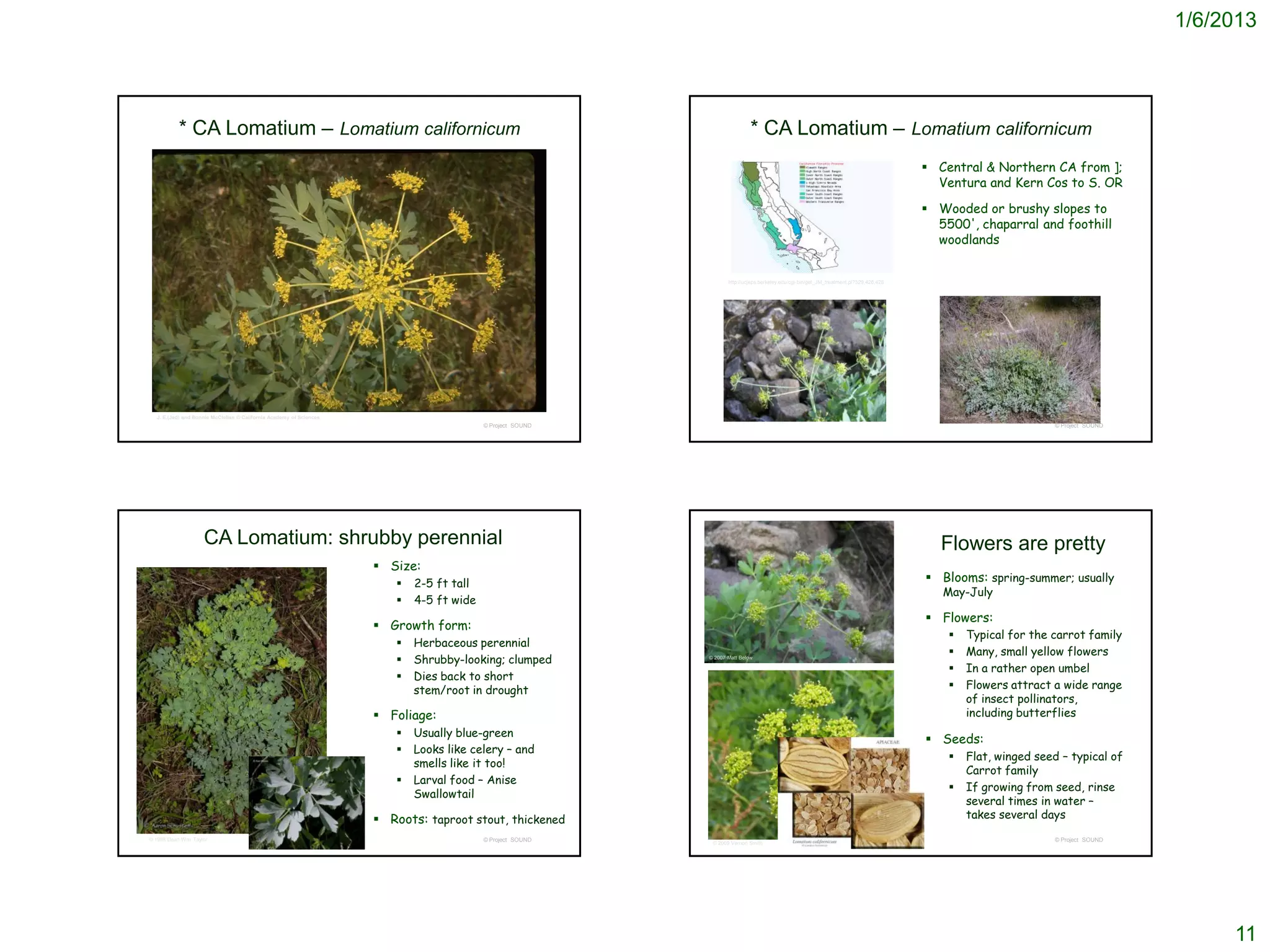 1/6/2013




           * CA Lomatium – Lomatium californicum                                                                            * CA Lomatium – Lomatium californicum
                                                                                                                                                                                         Central & Northern CA from ];
                                                                                                                                                                                          Ventura and Kern Cos to S. OR

                                                                                                                                                                                         Wooded or brushy slopes to
                                                                                                                                                                                          5500', chaparral and foothill
                                                                                                                                                                                          woodlands


                                                                                                                   http://ucjeps.berkeley.edu/cgi-bin/get_JM_treatment.pl?329,426,428




  J. E.(Jed) and Bonnie McClellan © California Academy of Sciences
                                                                                          © Project SOUND                                                                                                        © Project SOUND




                    CA Lomatium: shrubby perennial                                                                                                                                         Flowers are pretty
                                                                      Size:
                                                                           2-5 ft tall                                                                                                  Blooms: spring-summer; usually
                                                                                                                                                                                           May-July
                                                                           4-5 ft wide
                                                                                                                                                                                         Flowers:
                                                                      Growth form:
                                                                                                                                                                                               Typical for the carrot family
                                                                           Herbaceous perennial
                                                                                                                                                                                               Many, small yellow flowers
                                                                           Shrubby-looking; clumped        © 2007 Matt Below

                                                                                                                                                                                               In a rather open umbel
                                                                           Dies back to short
                                                                            stem/root in drought                                                                                               Flowers attract a wide range
                                                                                                                                                                                                of insect pollinators,
                                                                      Foliage:                                                                                                                 including butterflies
                                                                           Usually blue-green
                                                                                                                                                                                         Seeds:
                                                                           Looks like celery – and
                                                                                                                                                                                               Flat, winged seed – typical of
                                                                            smells like it too!
                                                                                                                                                                                                Carrot family
                                                                           Larval food – Anise
                                                                                                                                                                                               If growing from seed, rinse
                                                                            Swallowtail
                                                                                                                                                                                                several times in water –
                                                                      Roots: taproot stout, thickened                                                                                          takes several days
© 1998 Dean Wm. Taylor                                                                    © Project SOUND                                                                                                        © Project SOUND
                                                                                                             © 2009 Vernon Smith




                                                                                                                                                                                                                                        11
 
